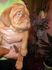 Продам щенков бордоского дога (французский мастиф)