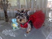 щенков йорка