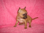 Чихуахуа. Щенки очаровашки. Мини и стандарт.