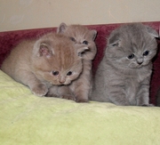 Элитные страйтики и изумительные скотиш фолды!