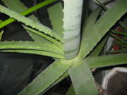 Продам семилетний цветок алоэ