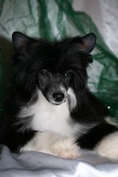 китайская хохлатая собачка