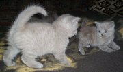 британские котята продажа