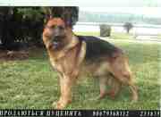 Цуценята немецкой овчарки