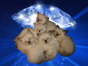 КОТЯТА НЕВСКИЕ МАСКАРАДНЫЕ (СИБИРСКИЕ)