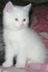 Продается чудесная шотландская кошечка белого окраса с разным цветом г