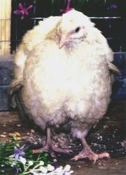 перепела. инкубационное яйцо