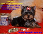 Щеночки йоркширского терьера это лучший подарок к Новому Году!