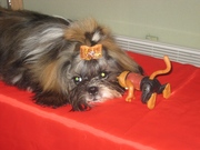 подрощенная девочка ши-тцу от интерчемпиона