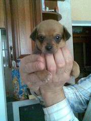 ТОЙ ТЕРЬЕР ЩЕНОК МАЛЬЧИК