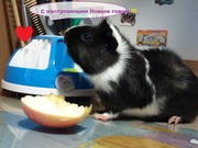 Самый лучший подарок к Новому году