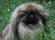 Недорого продам щенков породы ПЕКИНЕС!