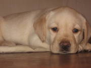 Лабрадор-ретривер