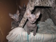 Сфинкс-черная девочка