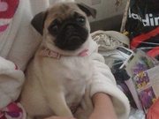 Продам щенка мопса