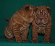 К продаже очаровательные щенки шарпея