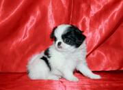 Щенки японского хина