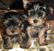 Yorkshire Terrier
