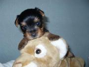 Продам щеночков йоркширского терьера!