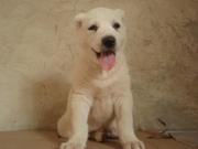 продам белоснежных щенков алабая