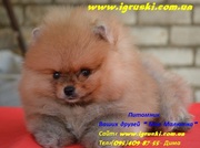 Щеночки померанского шпица 