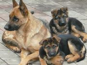 Немецкие овчарки