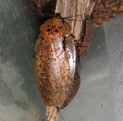 Архимандрит (Archimandrita tesselata)
