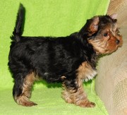 Внучки DURRERS EXCLUSIVE PRIORITY