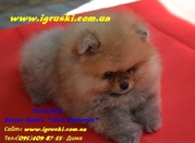 Щеночки померанского шпица крем и оранж тип Медвежонок!