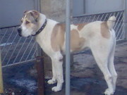 продается молодой кобель сао