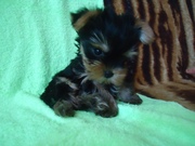 Йоркширский терьер!