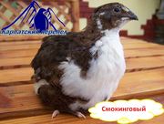 Суточные перепела