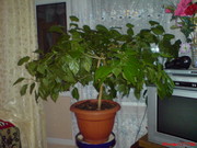 Китайская Роза для любителя растений