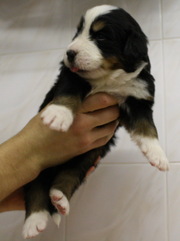 Продадим щенков породы Бернский зенненхунд.