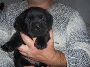 щенки лабрадора-ретривера 