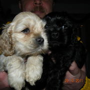 Американский кокер-спаниель