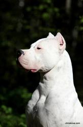 Роскошные щенки аргентинского дога