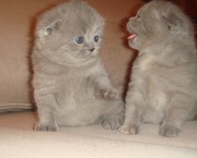 продам шотландских котят