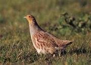 Сіра куріпка і кеклик