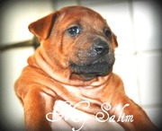 Щенки Тайского Риджбека, Киев