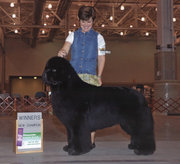 Ньюфаундленд(водолас) - предлагаем прекрасных щенков для всей семьи.