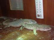 Игуаны, василиски, хамелеоны, бородатые агамы.пауки, вараны, змеи.