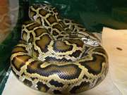 Молодые питоны, удавы, полоза, королевские змеи, ящерицы, пауки, насекомые