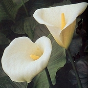 Семена цветов,  Луковицы цветов весна