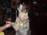 щенки среднеазитской овчарки