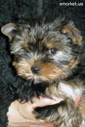 Продам недорого высокопородных йорков 