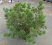 Сосна горная Pumilio Co 25