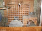 Продам симпатичную парочку шушиков