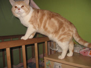 Шотландский прямоухий кот-грандинтерчемпион.Вязки