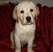 щенки лабрадора от титулованных родителей для вас